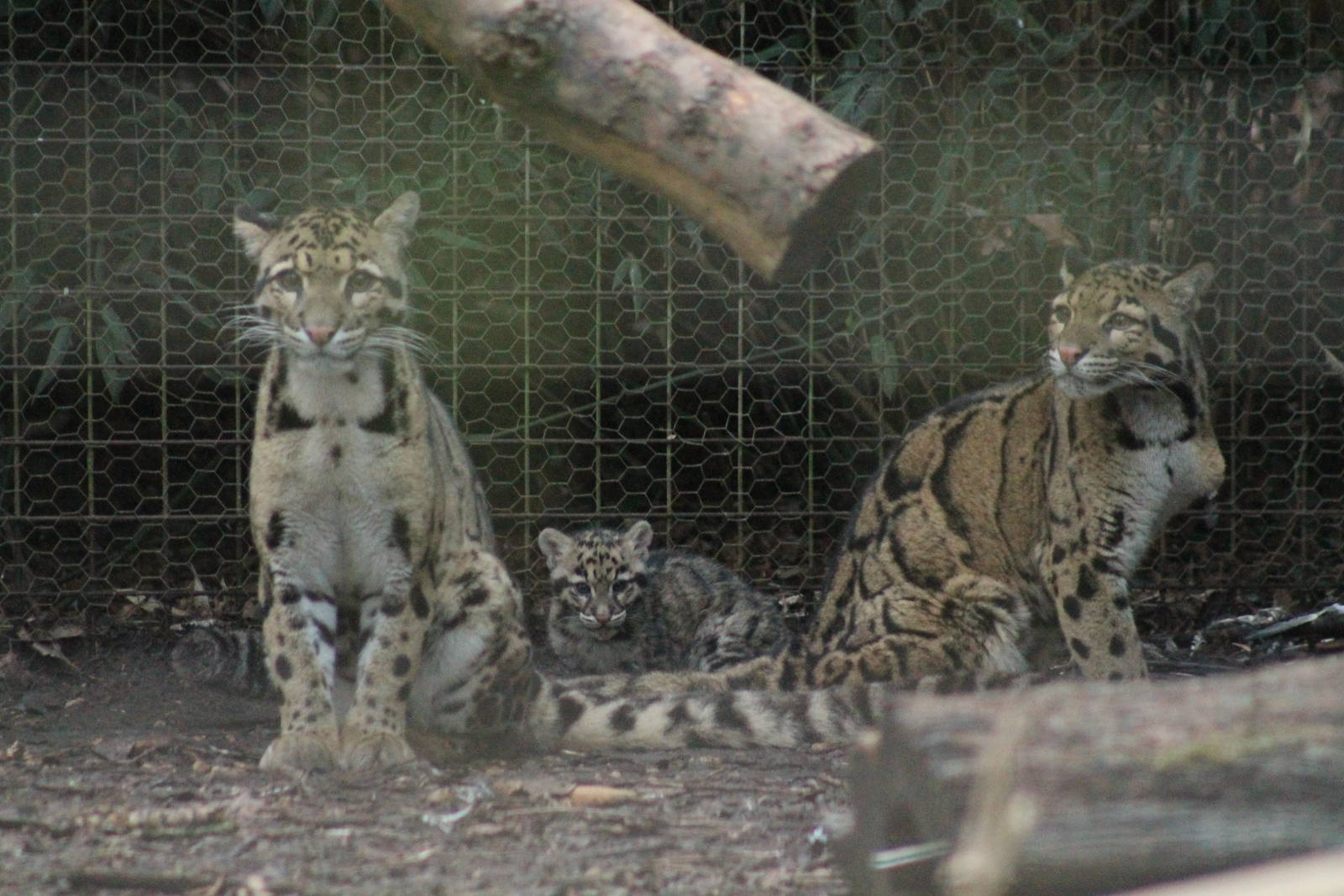 Clouded Leopards