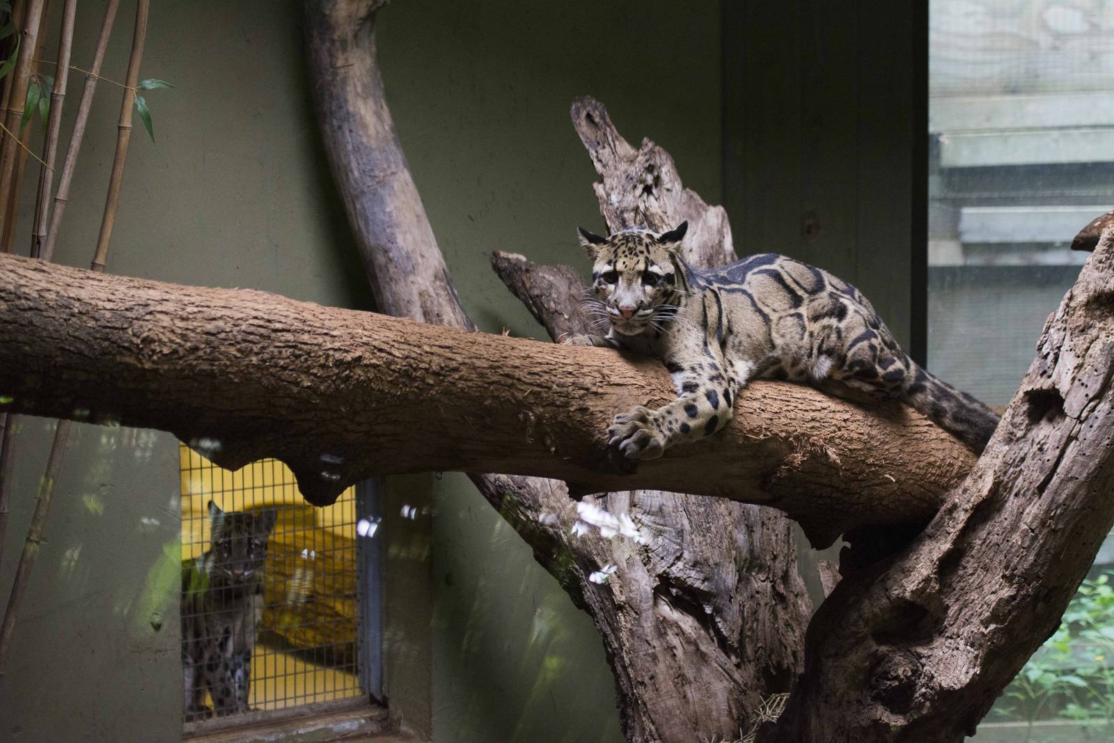 Clouded Leopards