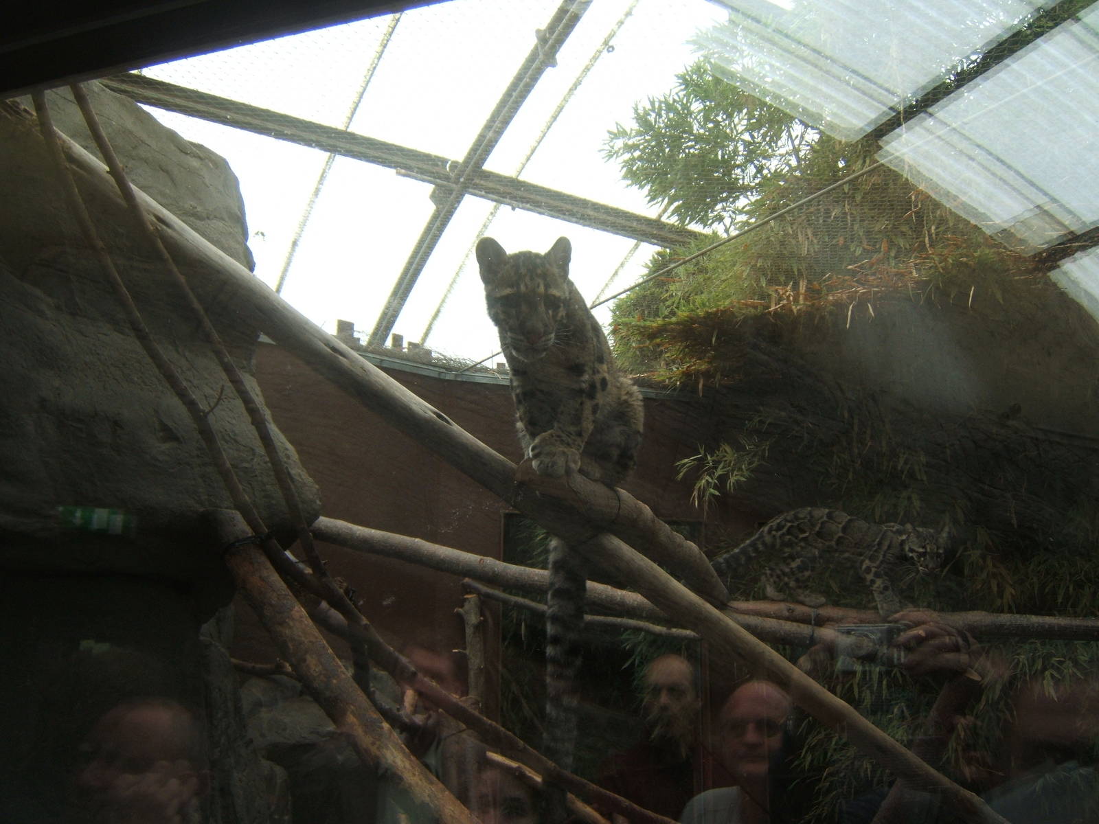 Clouded Leopards