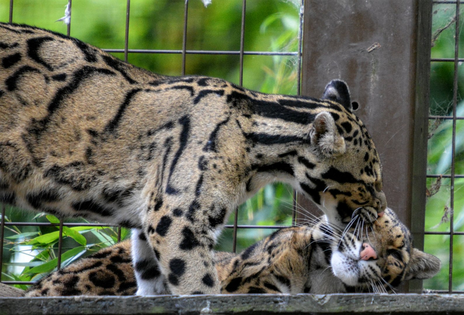Clouded Leopards
