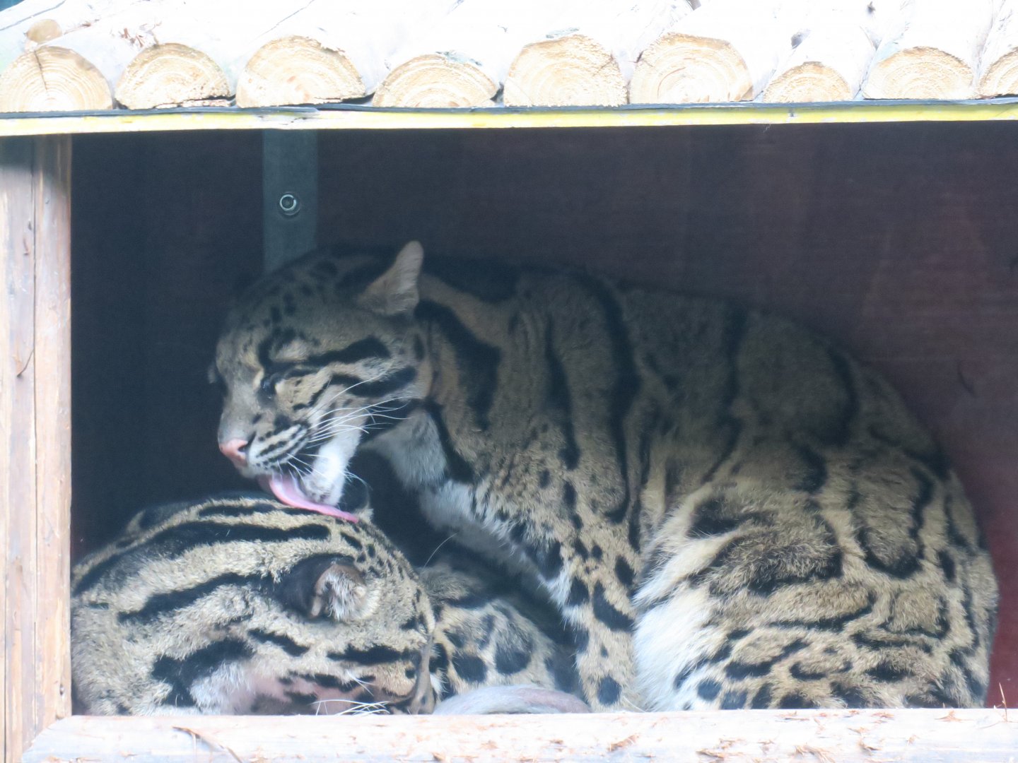 clouded leopards