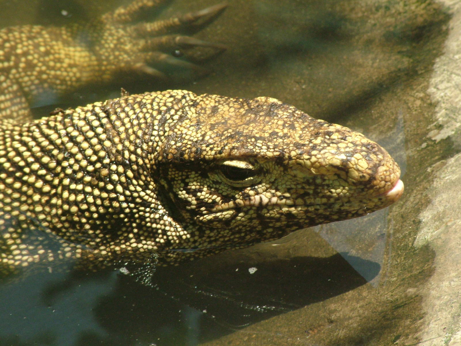 Clouded Monitor at Saigon Zoo, 16/03/12
