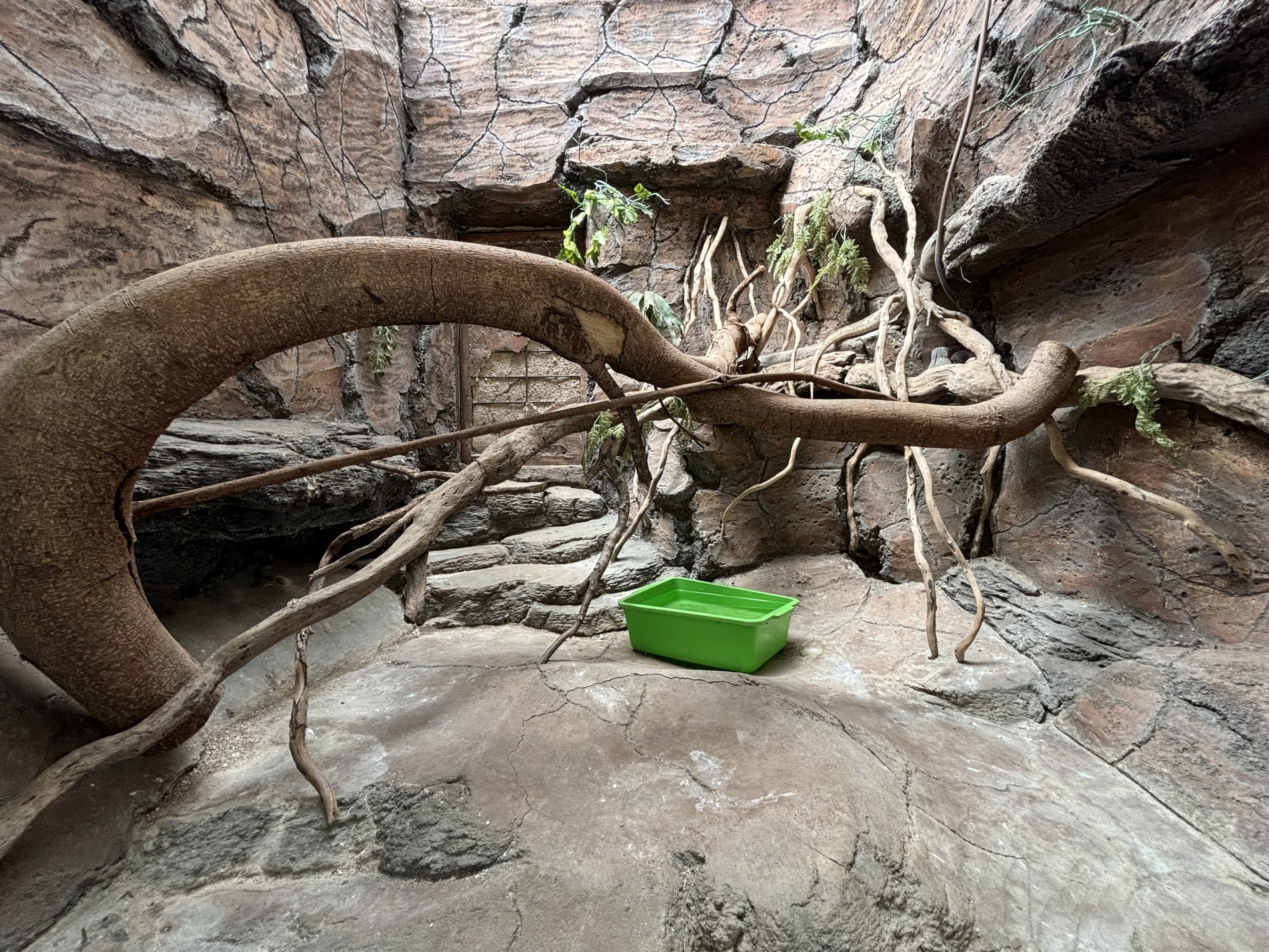 Clouded Monitor Exhibit