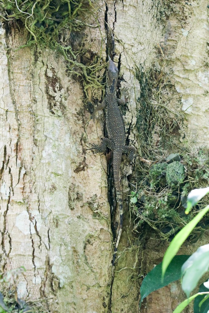 Clouded Monitor juvenile