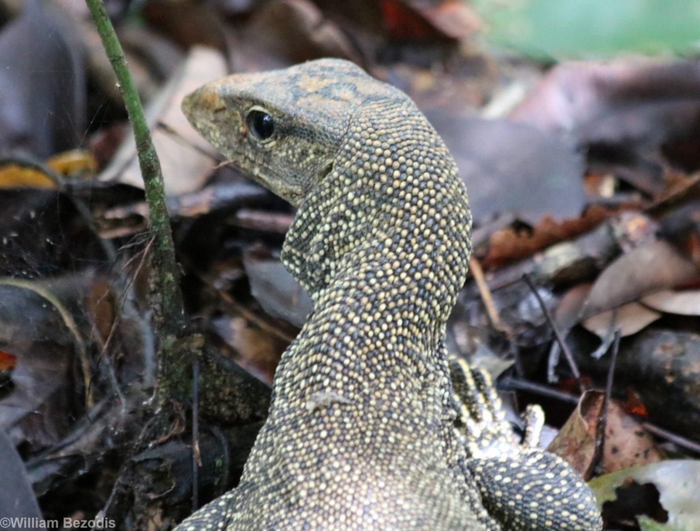 Clouded Monitor - Taman Negara
