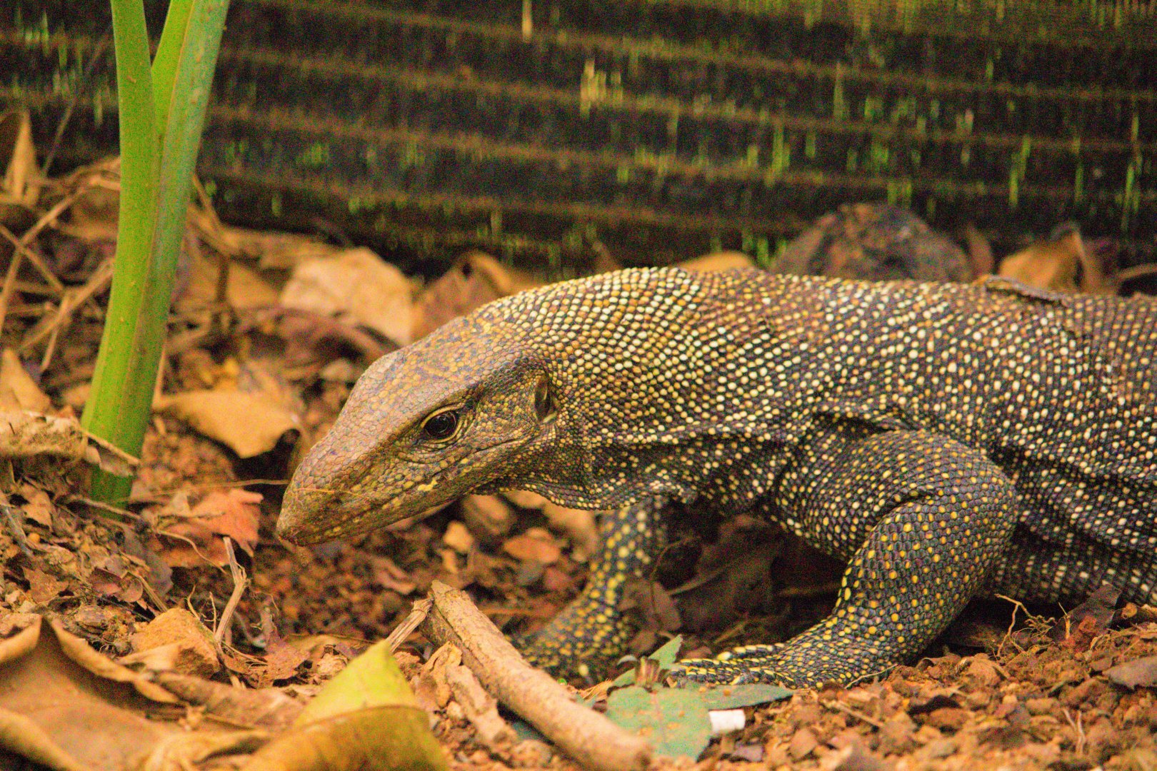 Clouded Monitor (Varanus nebulosus) in the process of excavating