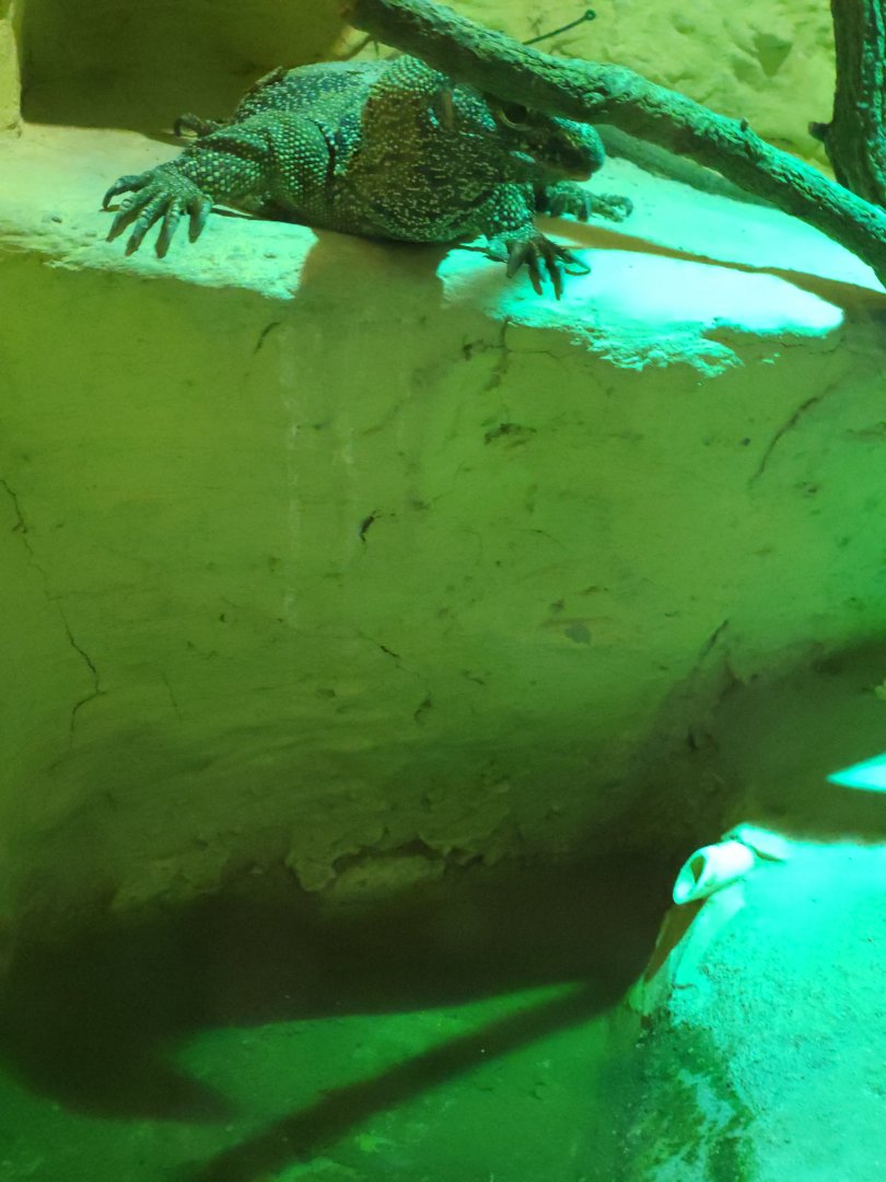 Clouded Monitor (Varanus nebulosus,Varanus bengalensis nebulosus)