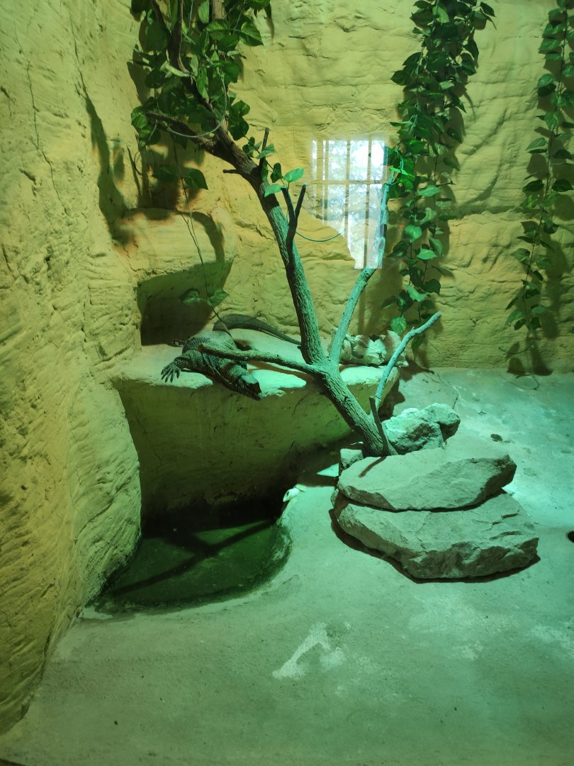 Clouded Monitor (Varanus nebulosus,Varanus bengalensis nebulosus)