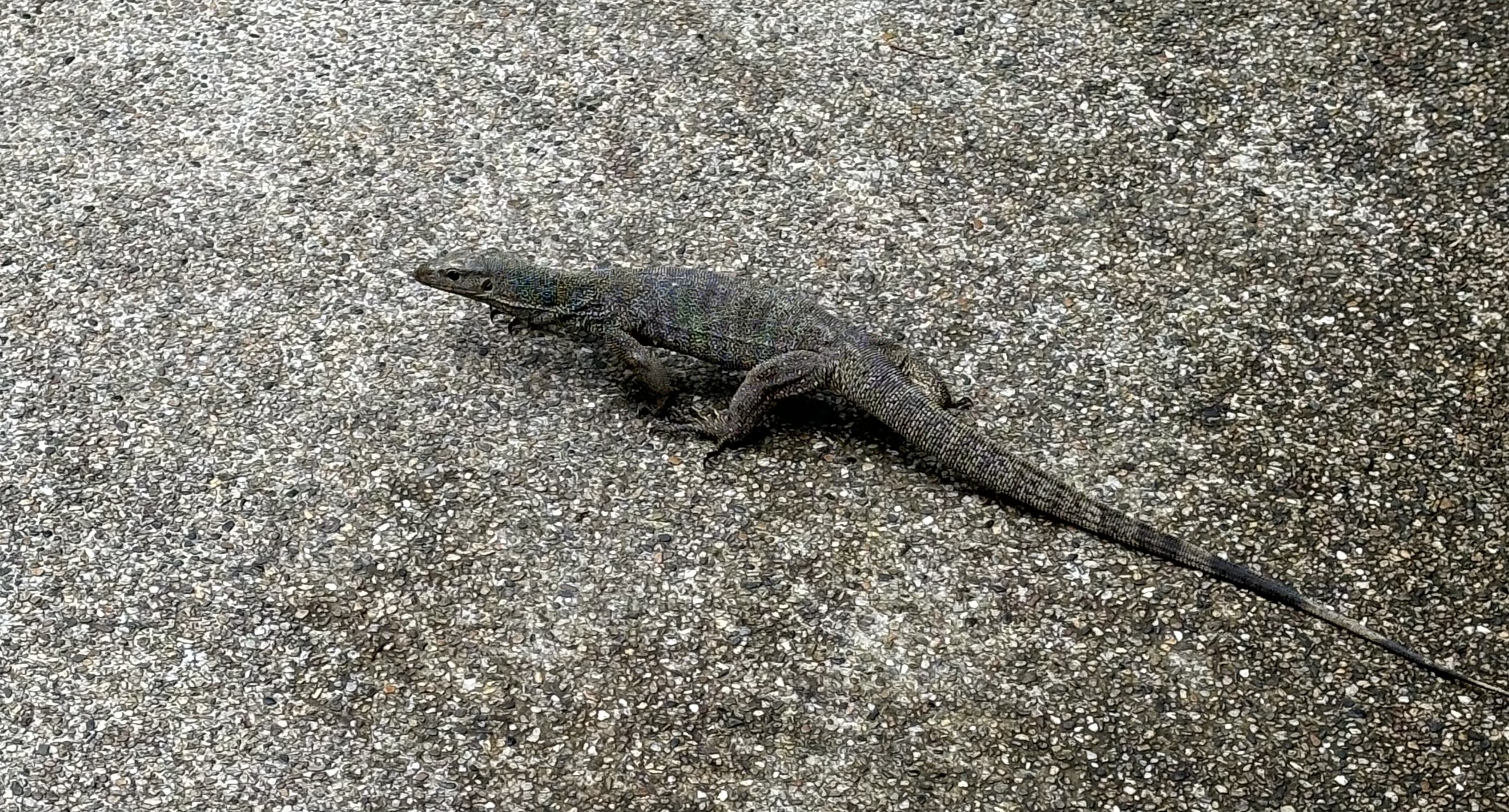 Clouded Monitor - wild!