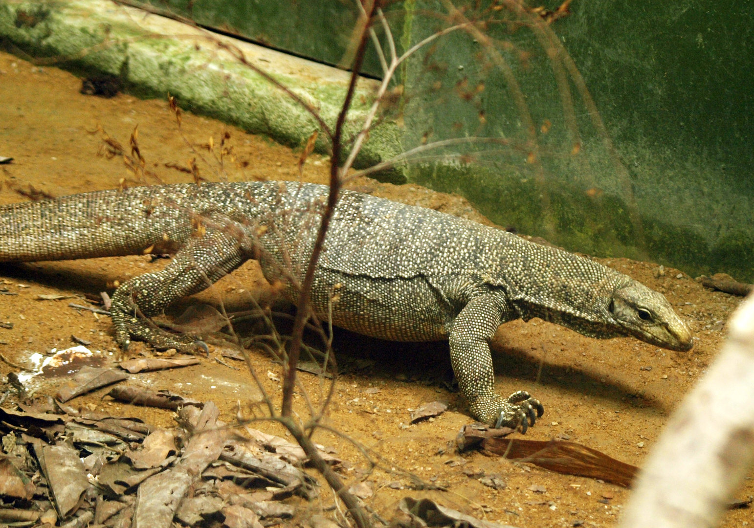 Clouded monitor