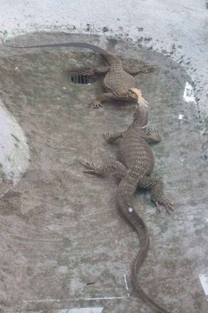 Clouded Monitors in the Reptile House