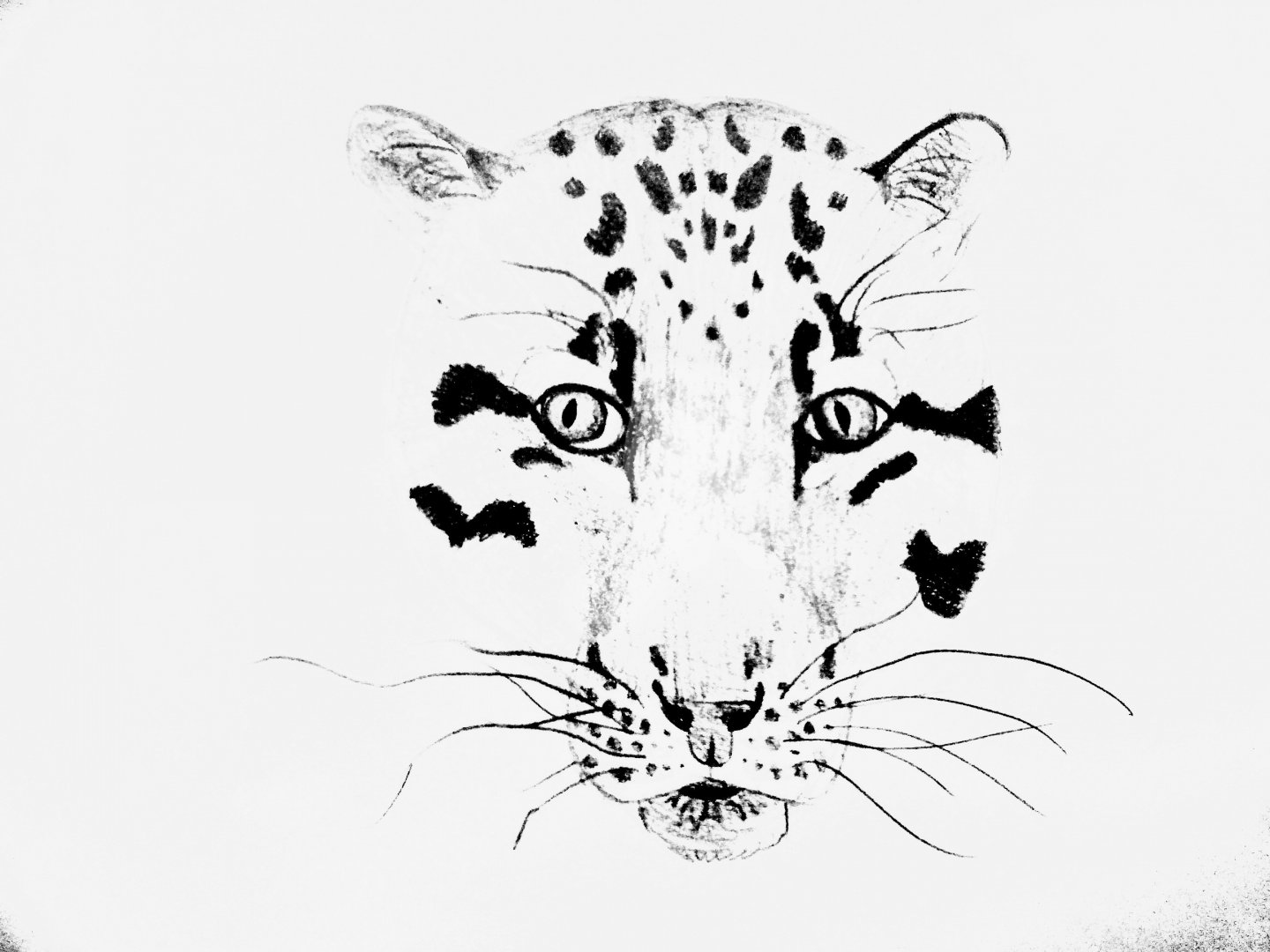 Clouded panther head