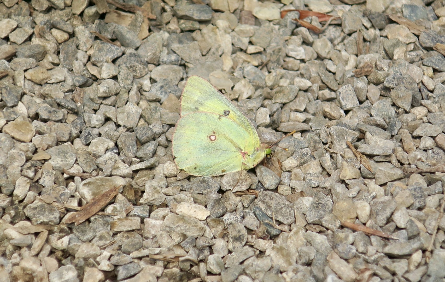 Clouded Sulphur (Colias philodice)