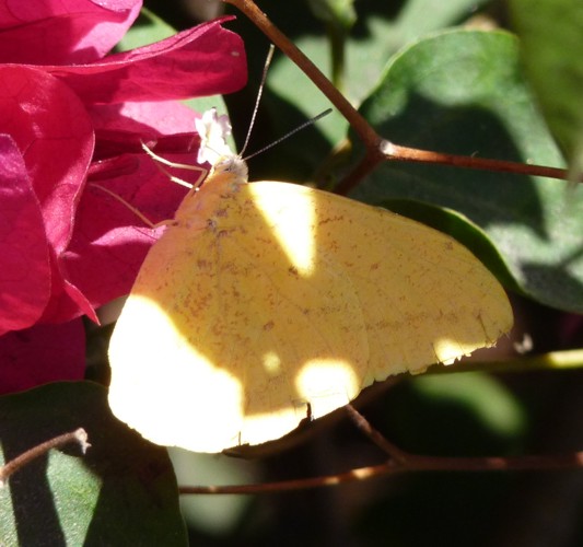 Cloudless sulphur (Phoebis sennae)