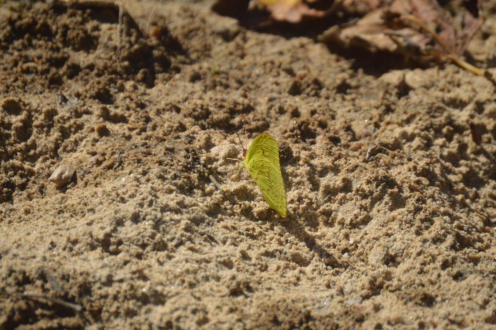 Cloudless Sulphur (Phoebis sennae)