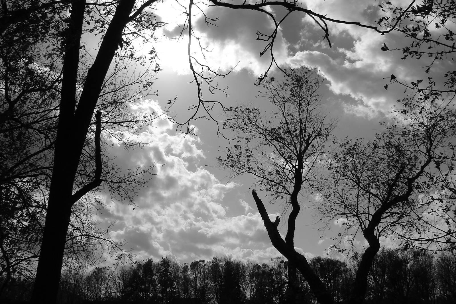 Clouds and Trees