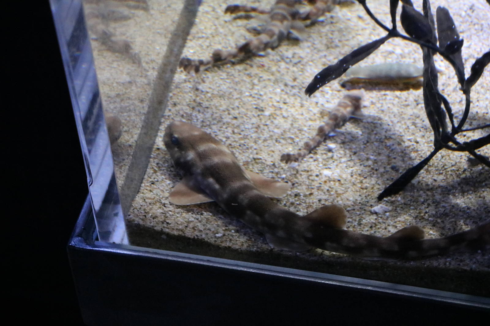 Cloudy catshark pups, February 2016