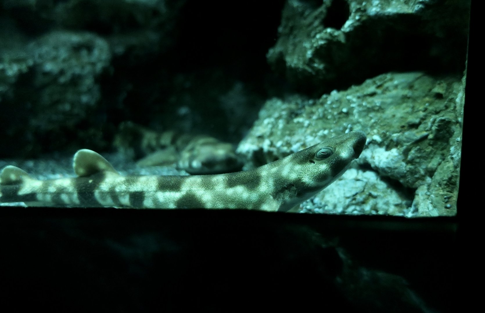 Cloudy Catshark (Scyliorhinus torazame) - Xpark