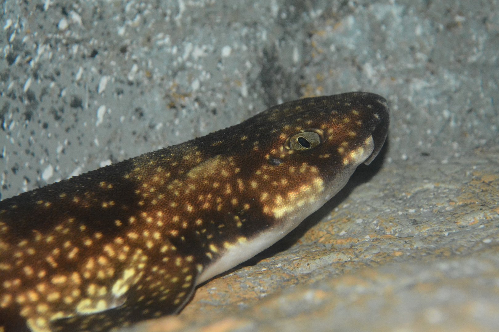 Cloudy catshark (Scyliorhinus torazame)