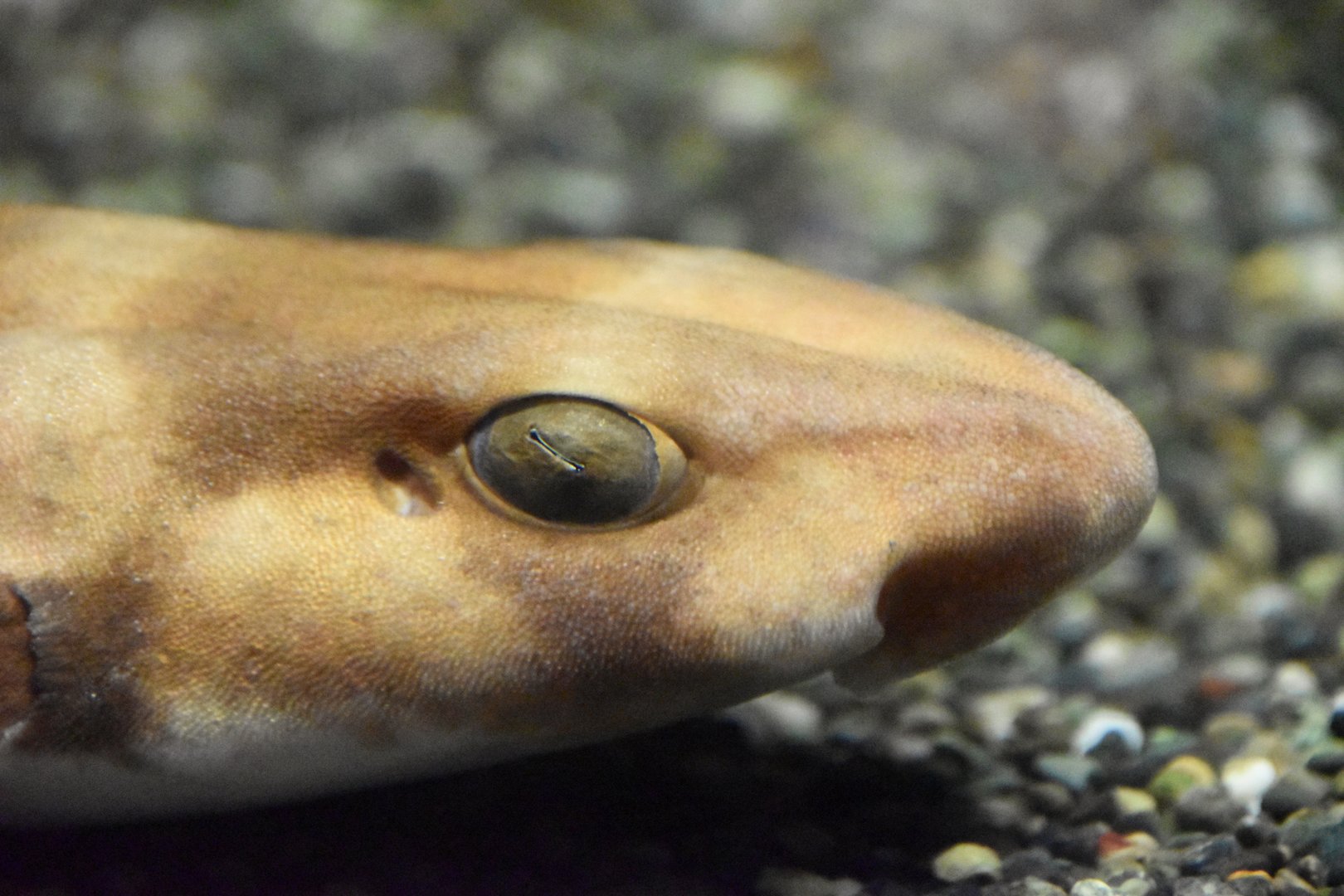 Cloudy catshark, Scyliorhinus torazame