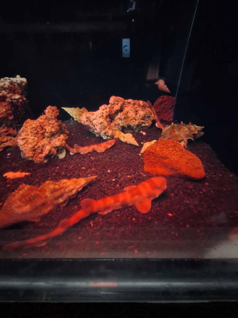 Cloudy catshark (Scyliorhinus torazame)