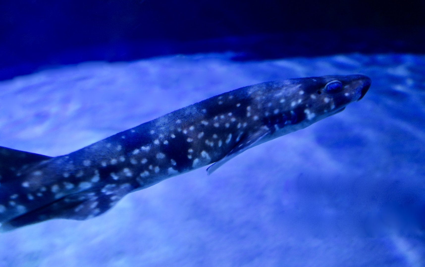Cloudy Catshark (Scyliorhinus torazame)