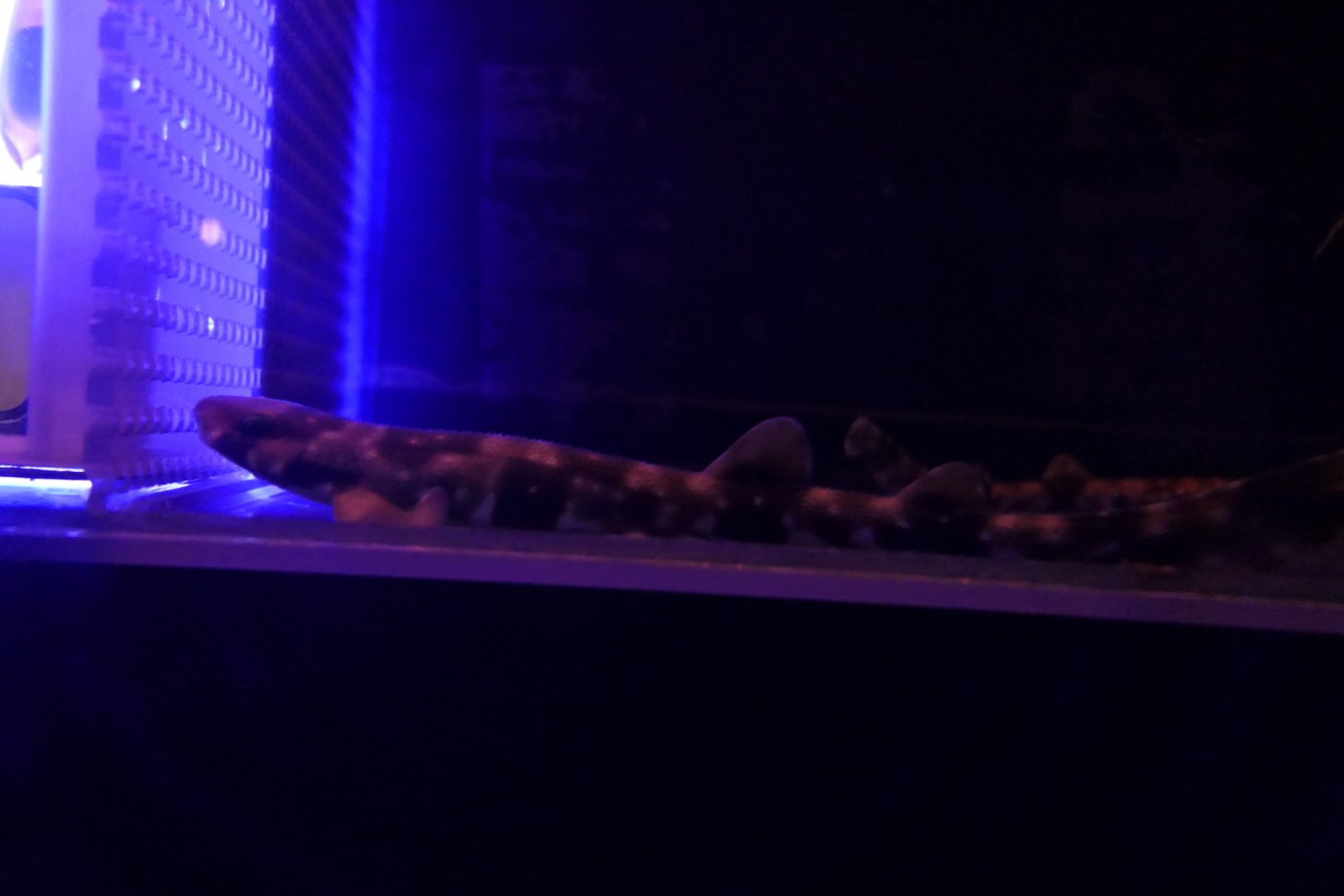 Cloudy Catshark (Scyliorhinus torazame)