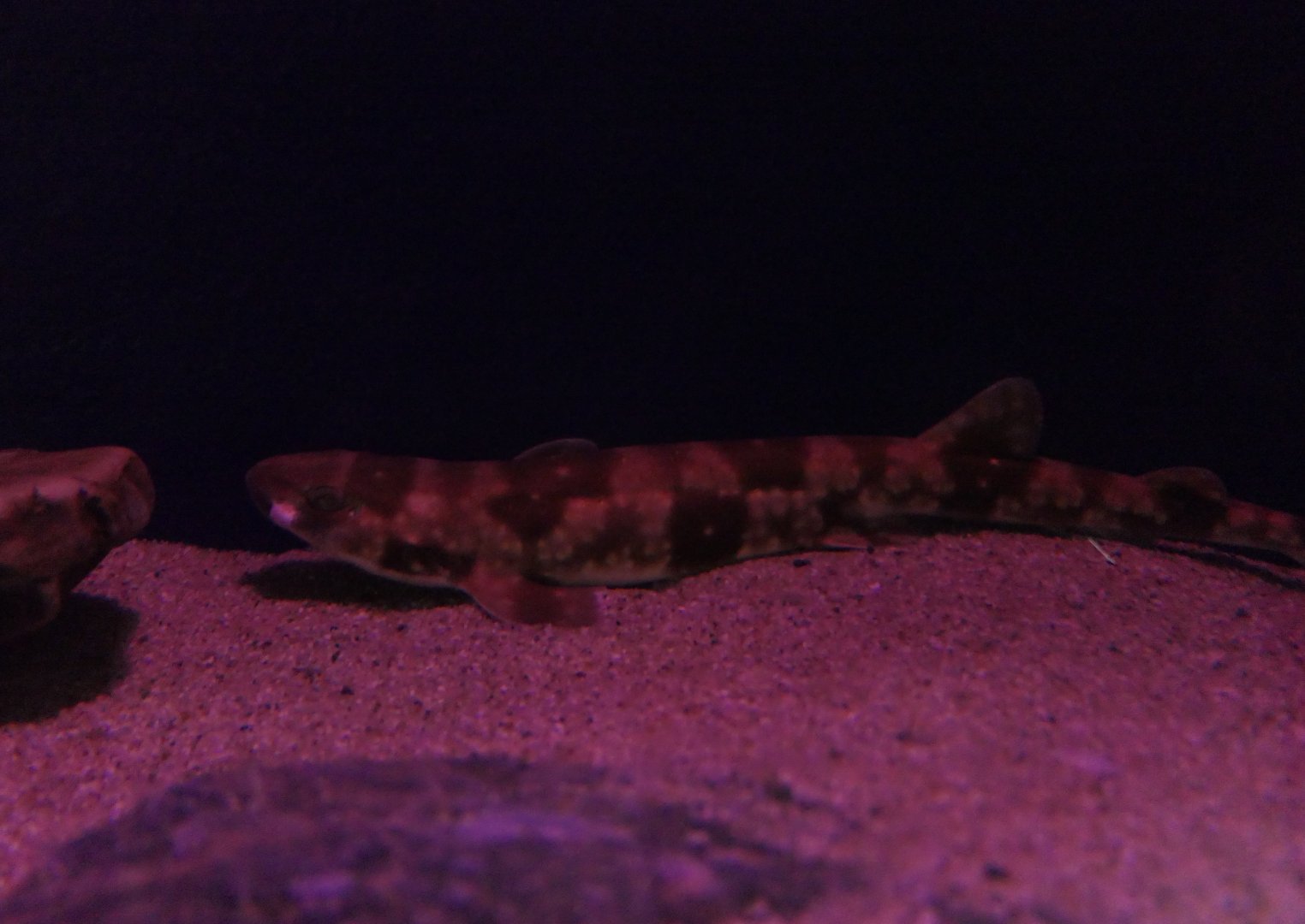 Cloudy Catshark (Scyliorhinus torazame)