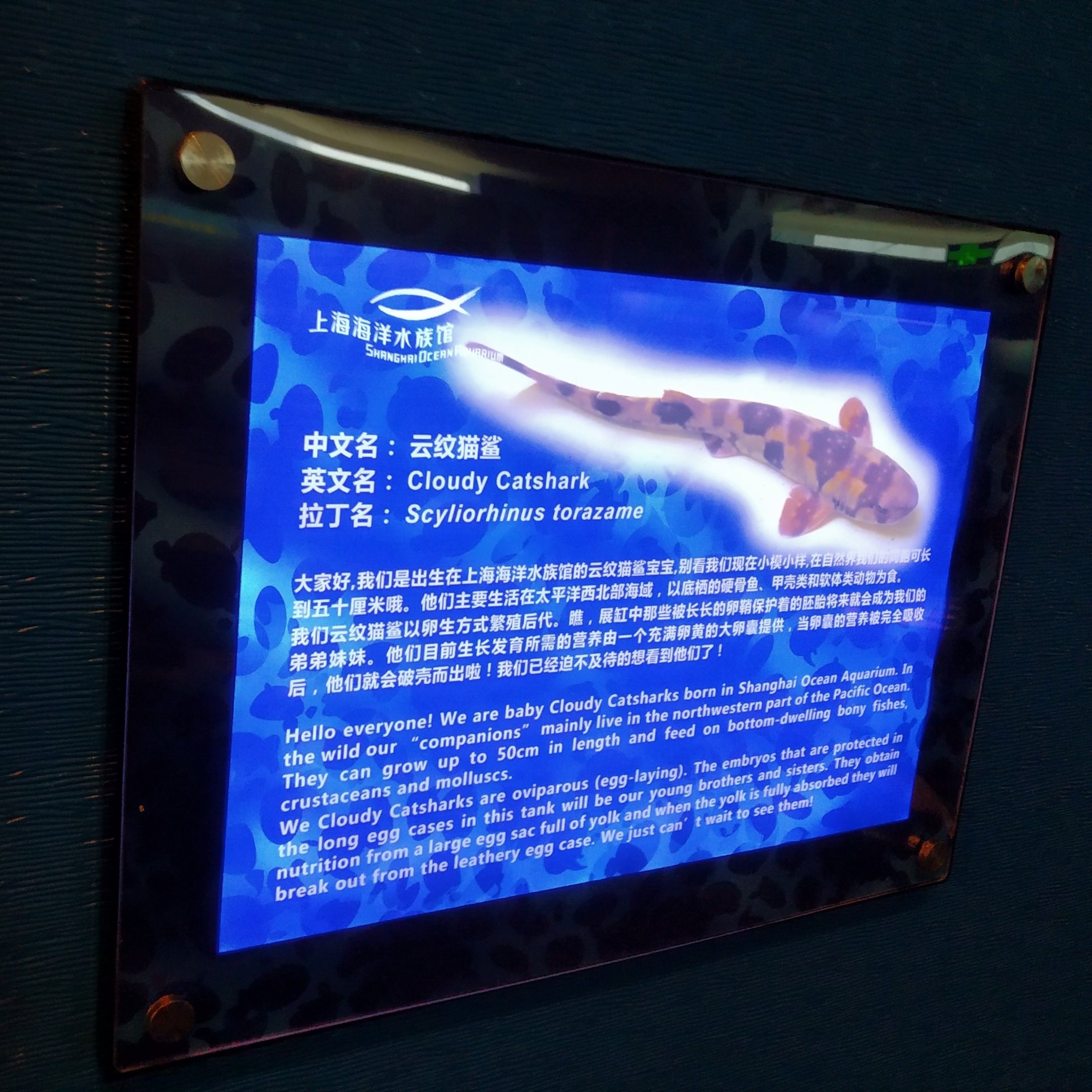 Cloudy Catshark Signage