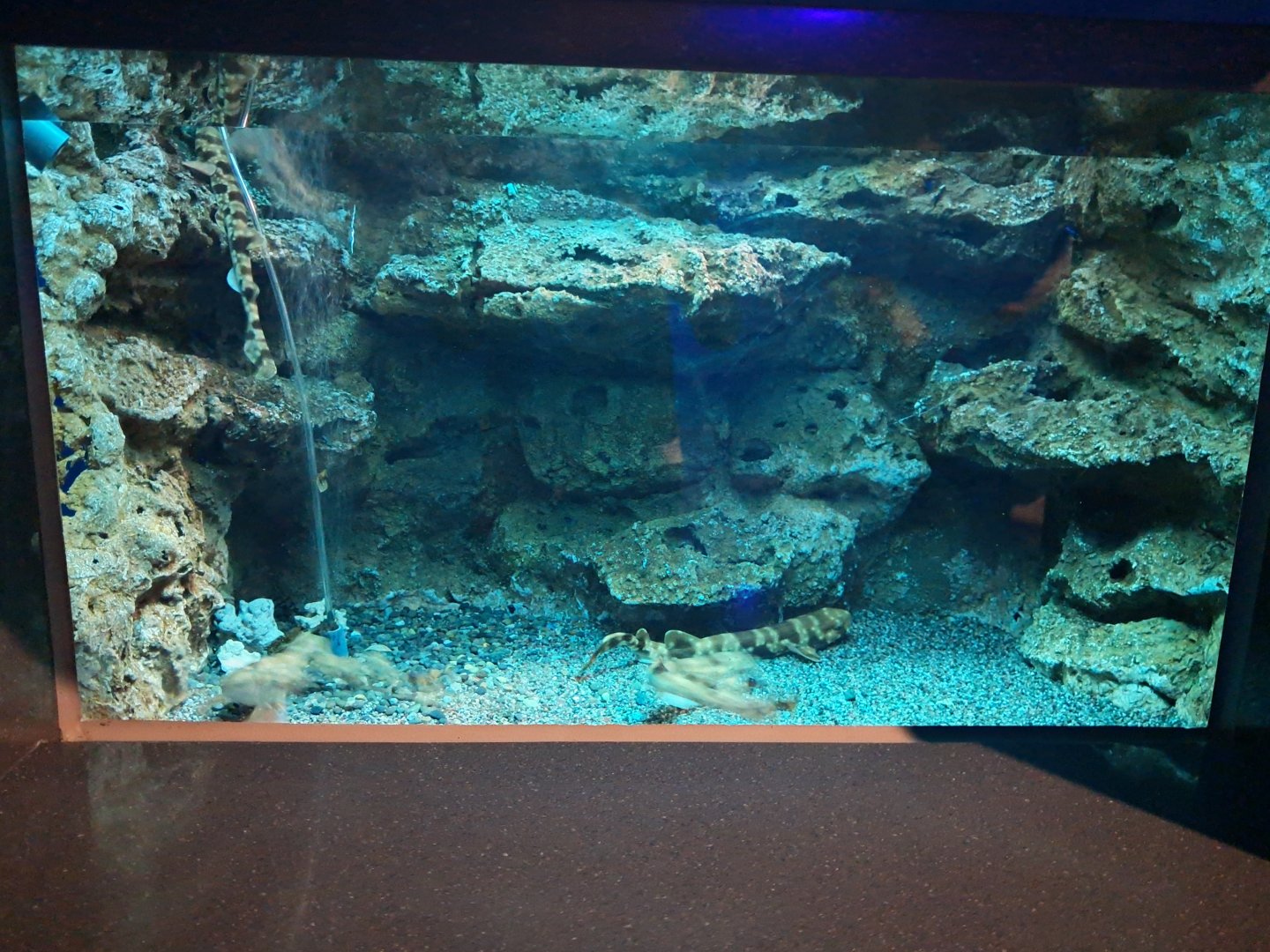 Cloudy catshark tank
