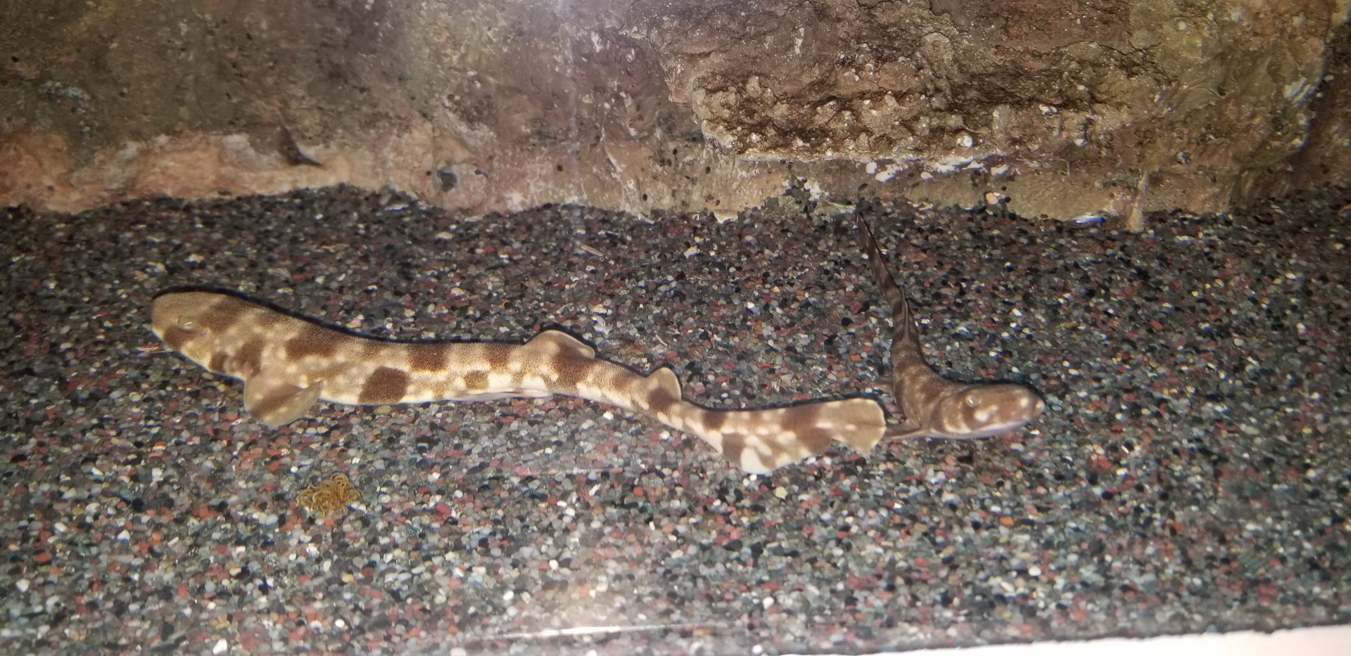 Cloudy Catshark