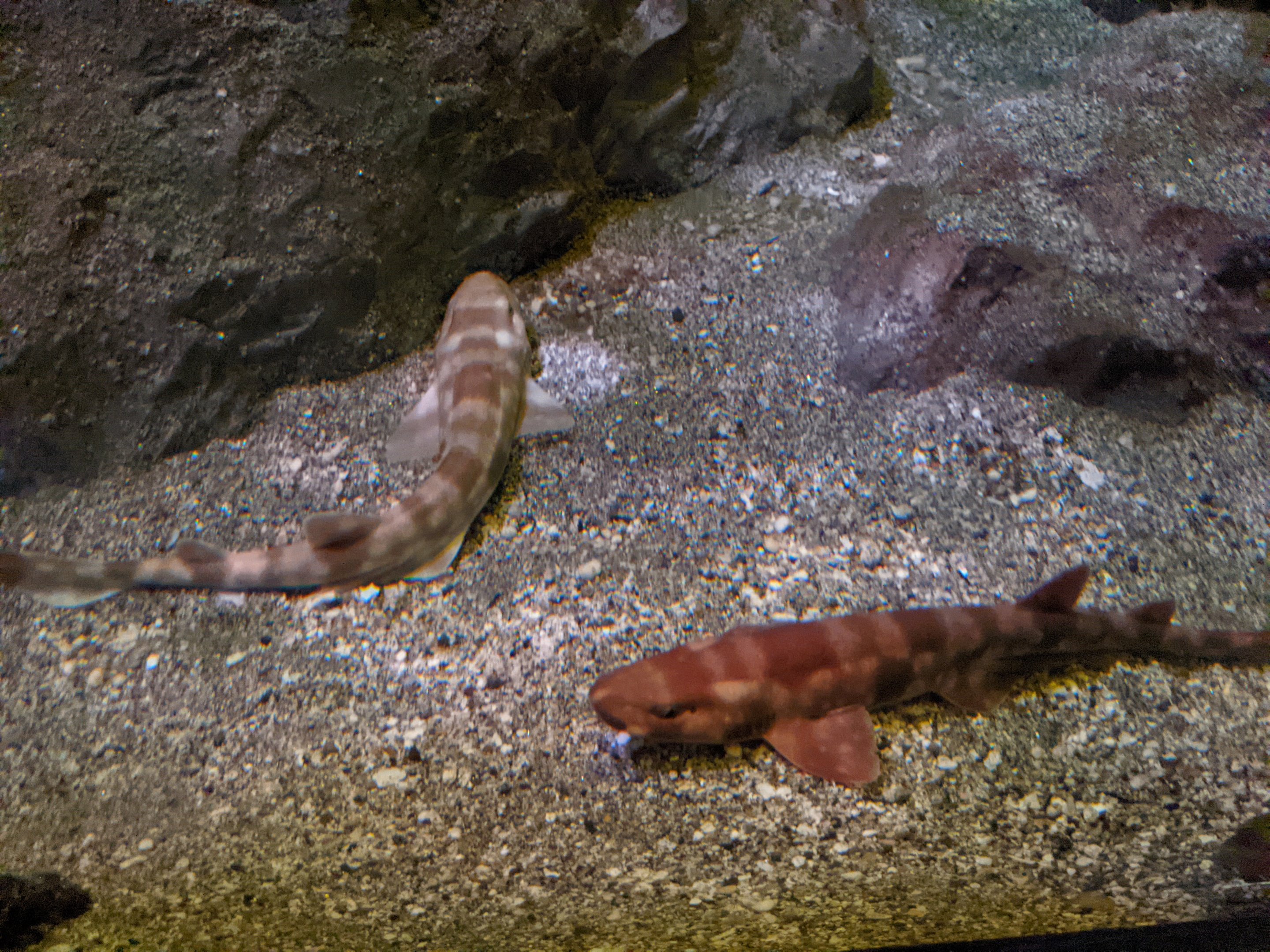 Cloudy Catsharks (Scyliorhinus torazame)