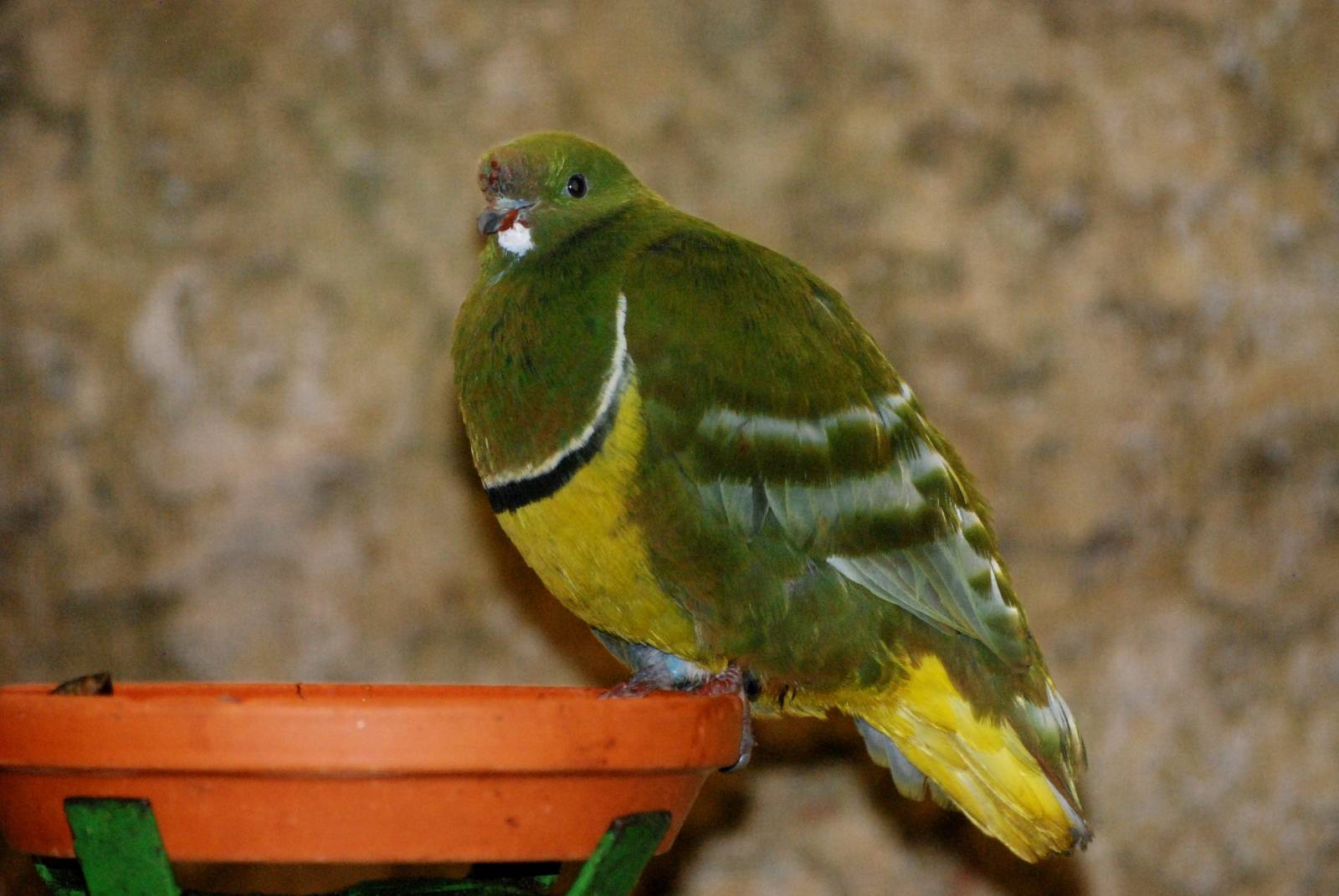 Cloven-feathered Dove at Walsrode, 22/03/13