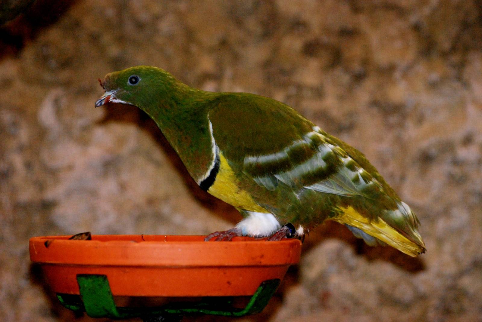 Cloven-feathered Dove at Walsrode, 22/03/13