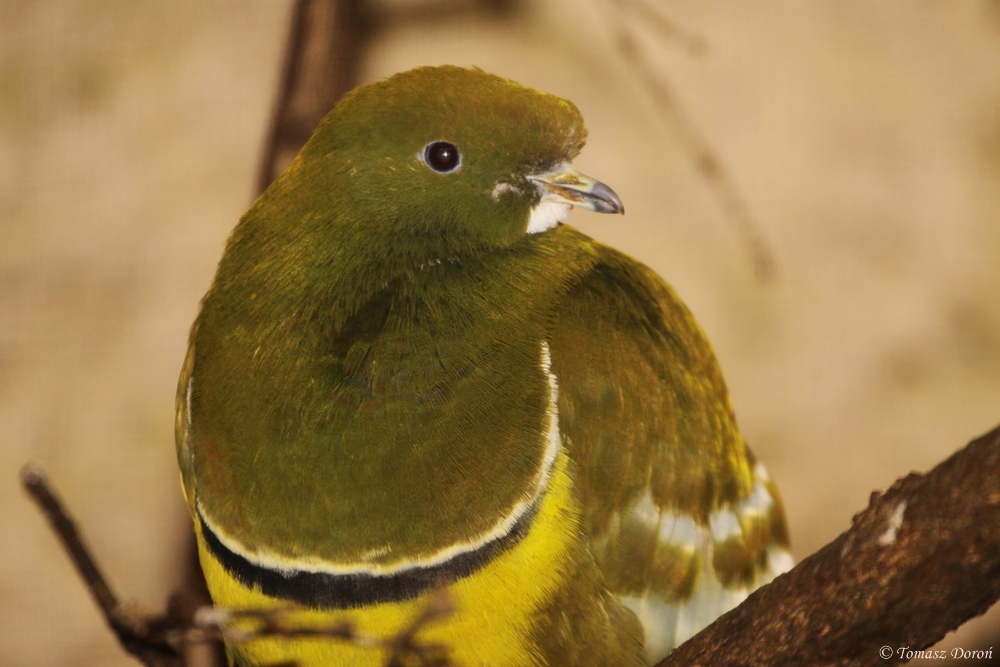 Cloven-feathered Dove (Drepanoptila holosericea) June 2012