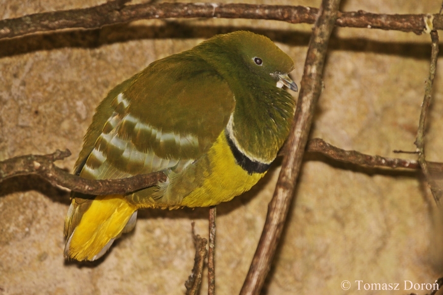 Cloven-feathered Dove (Drepanoptila holosericea)