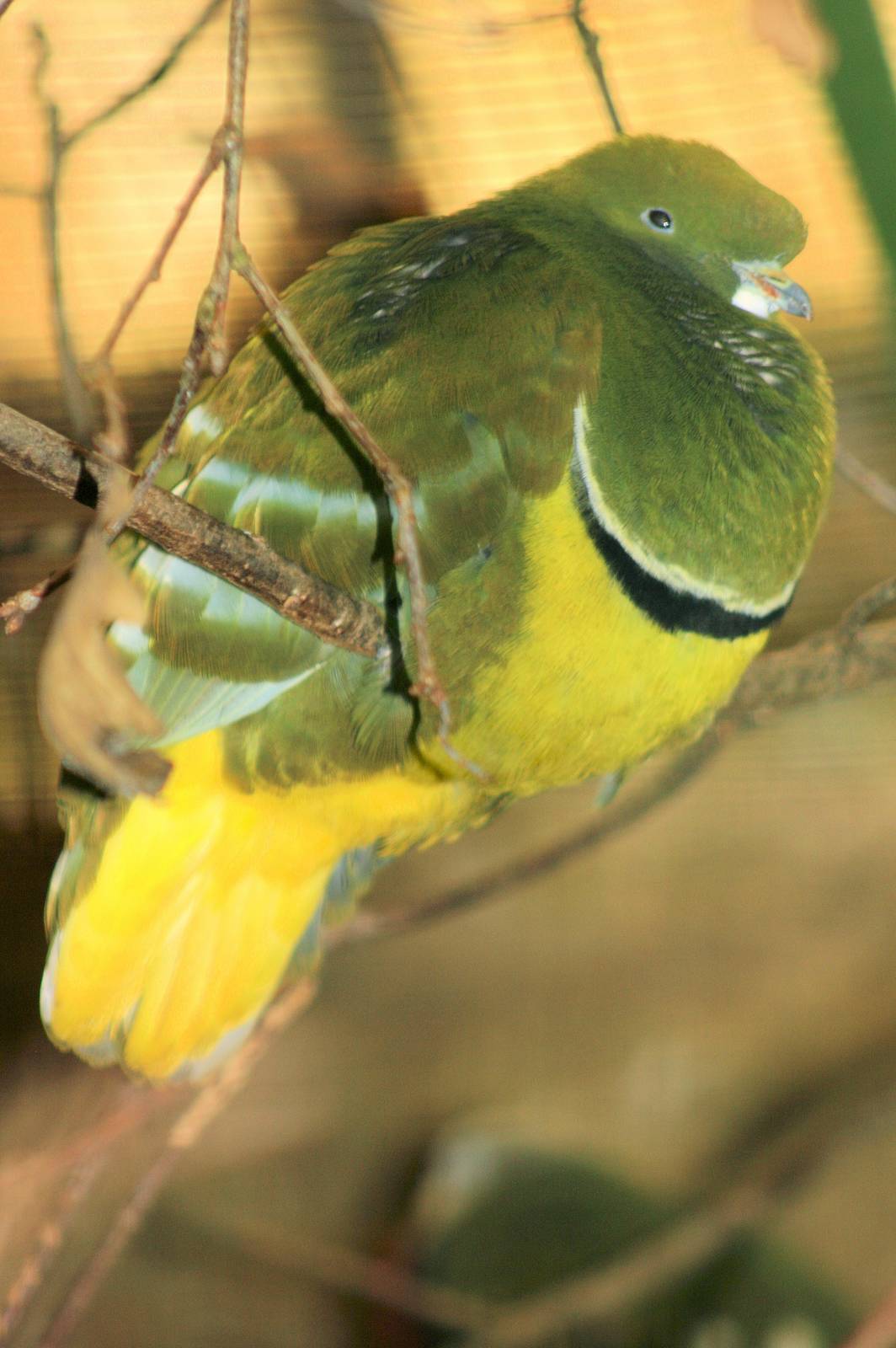 Cloven-feathered dove; Walsrode; 23rd June 2013