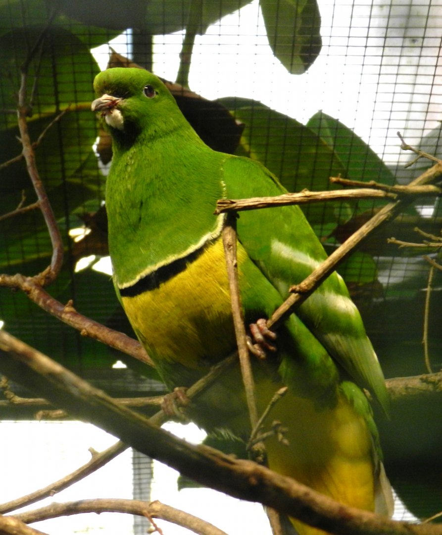 Cloven-feathered Dove