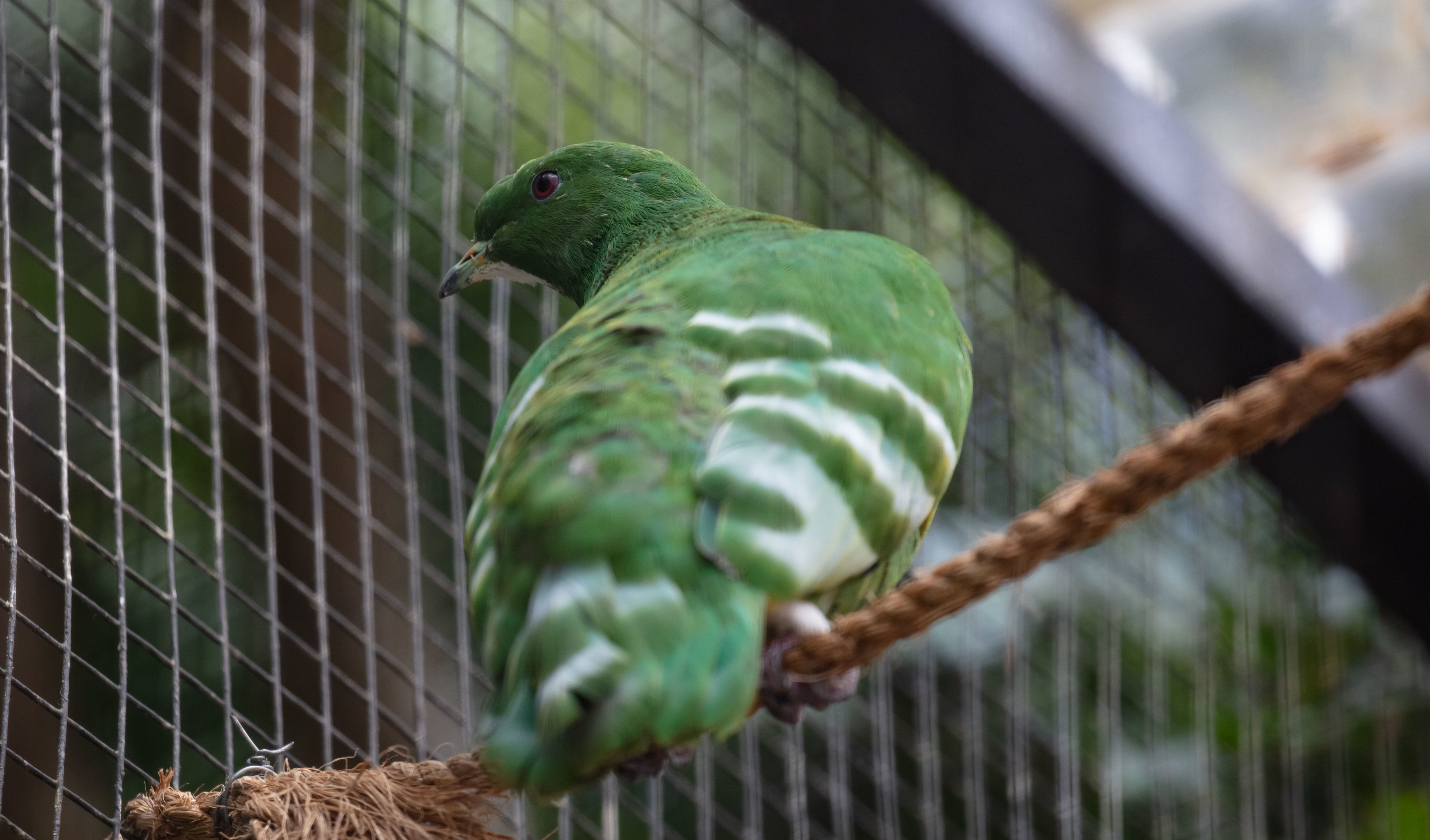 Cloven-feathered Dove