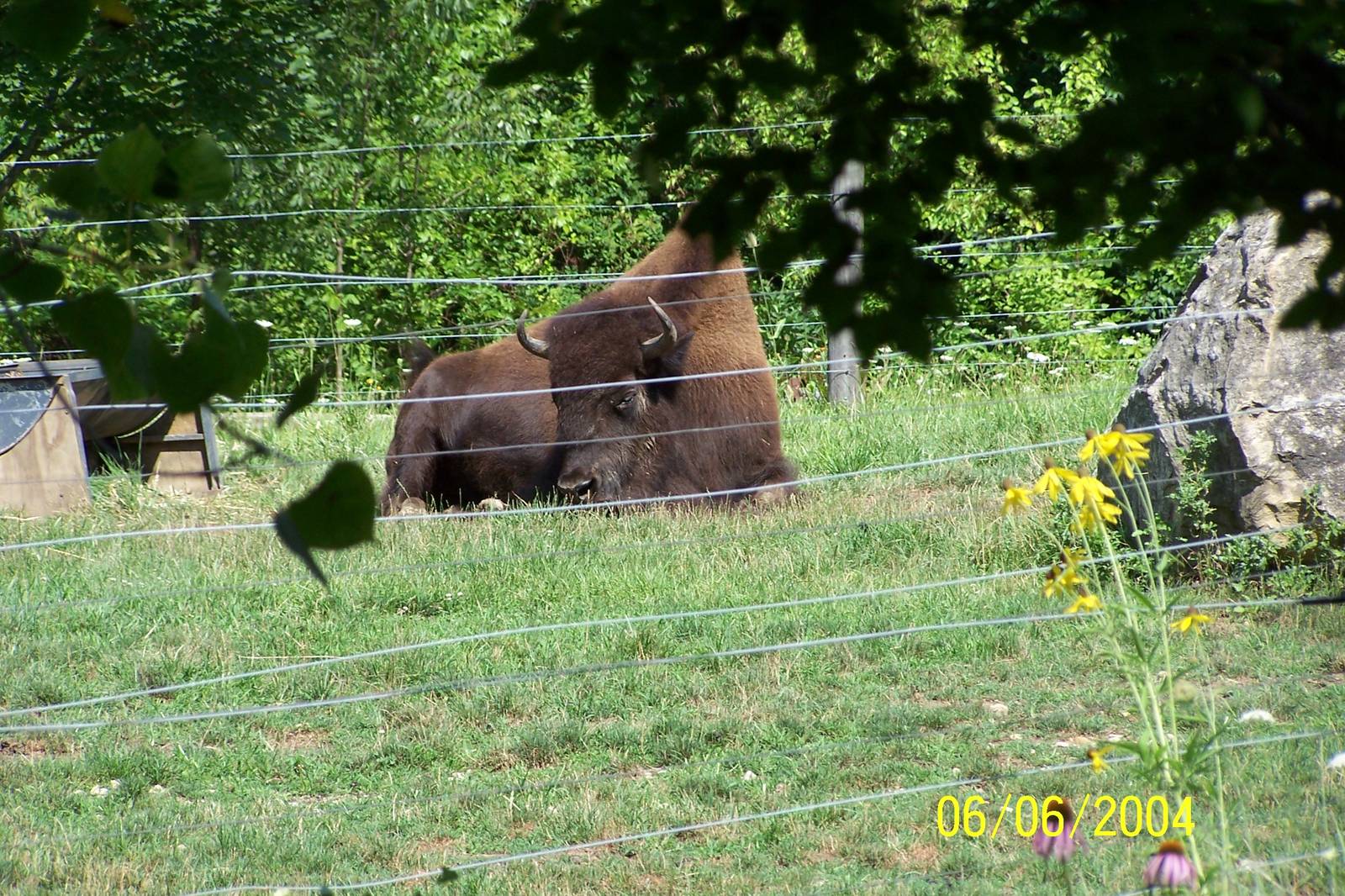 Clover ~ North America