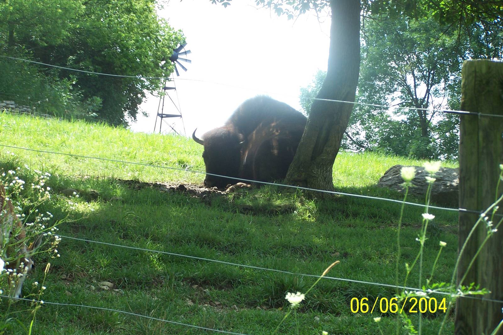 Clover the female American Bison ~ North America