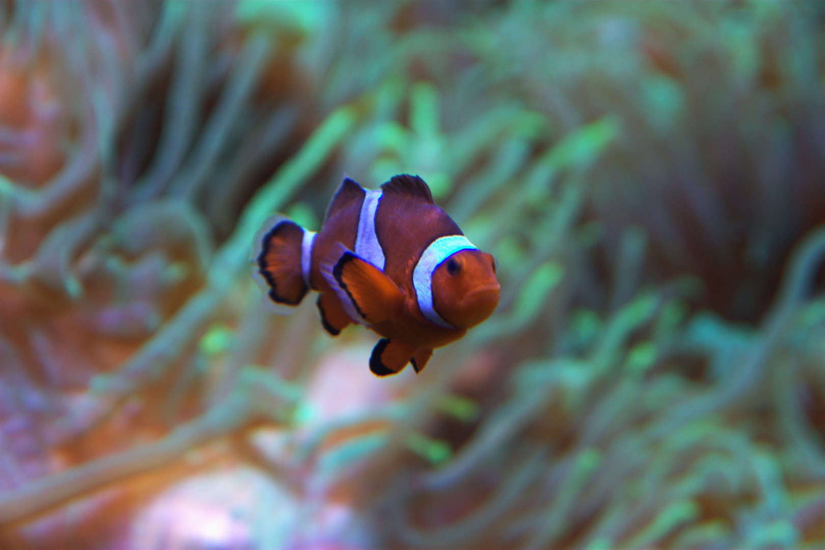Clown Anemonefish (Amphiprion ocellaris), 15-09-25