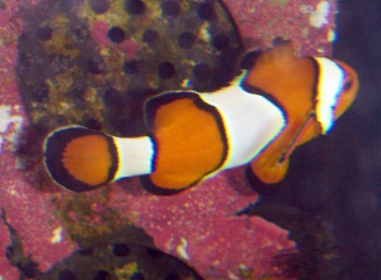 Clown Anemonefish (Amphiprion ocellaris)