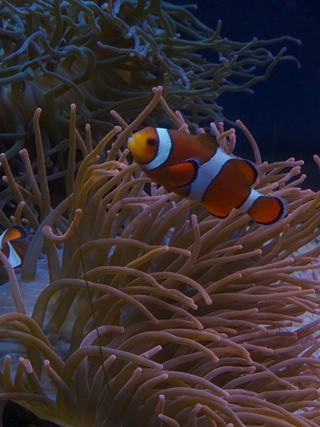Clown anemonefish (Amphiprion ocellaris)
