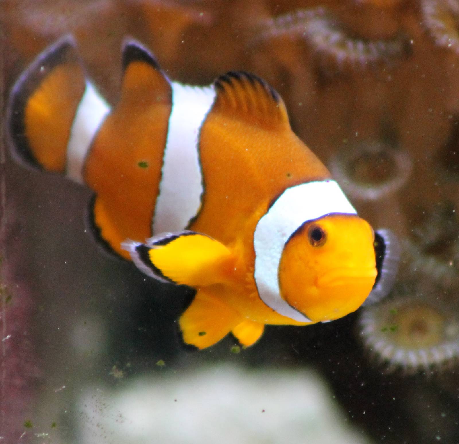 Clown anemonefish