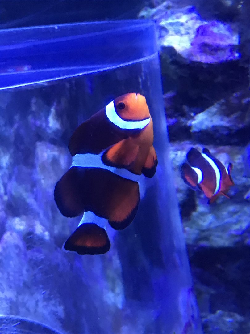 Clown anemonefish