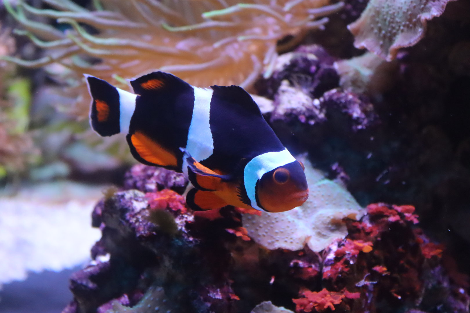 Clown Anemonefish