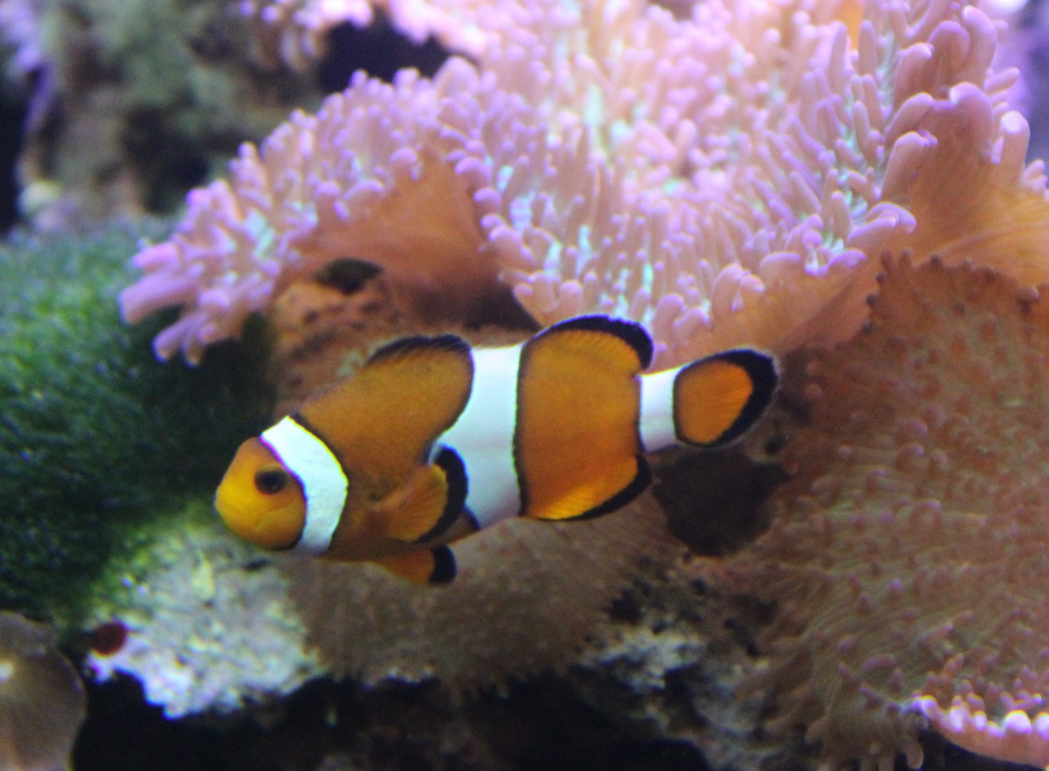 Clown anenomefish - Amphiprion ocellaris