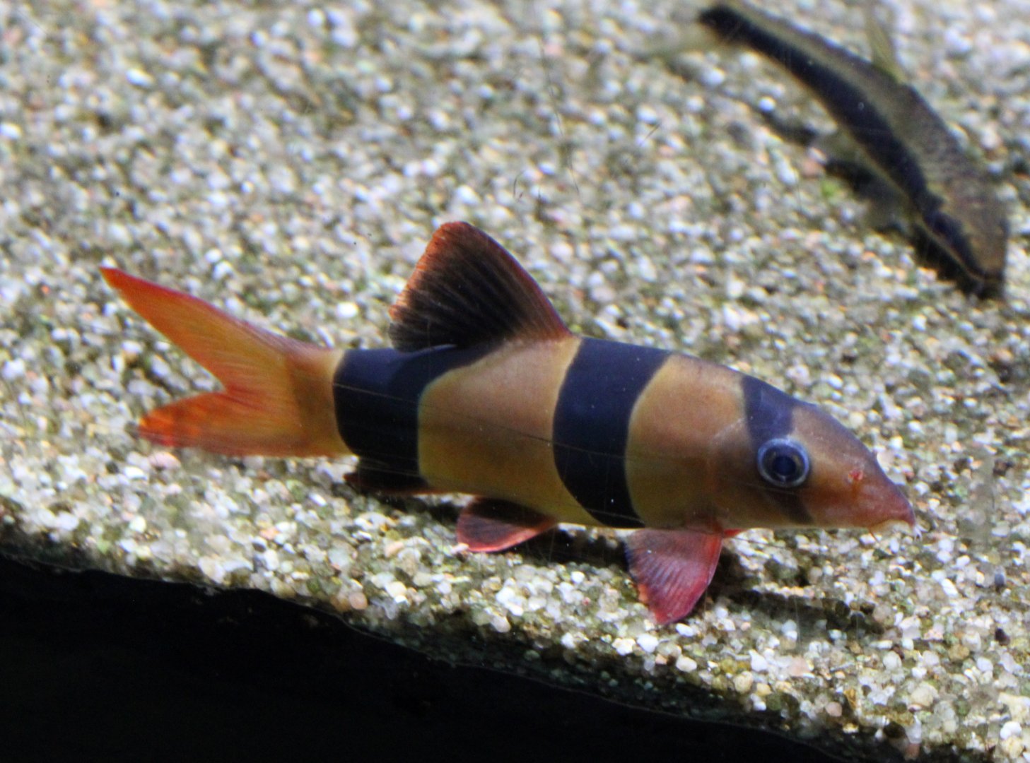 Clown botia - Botia macracantha