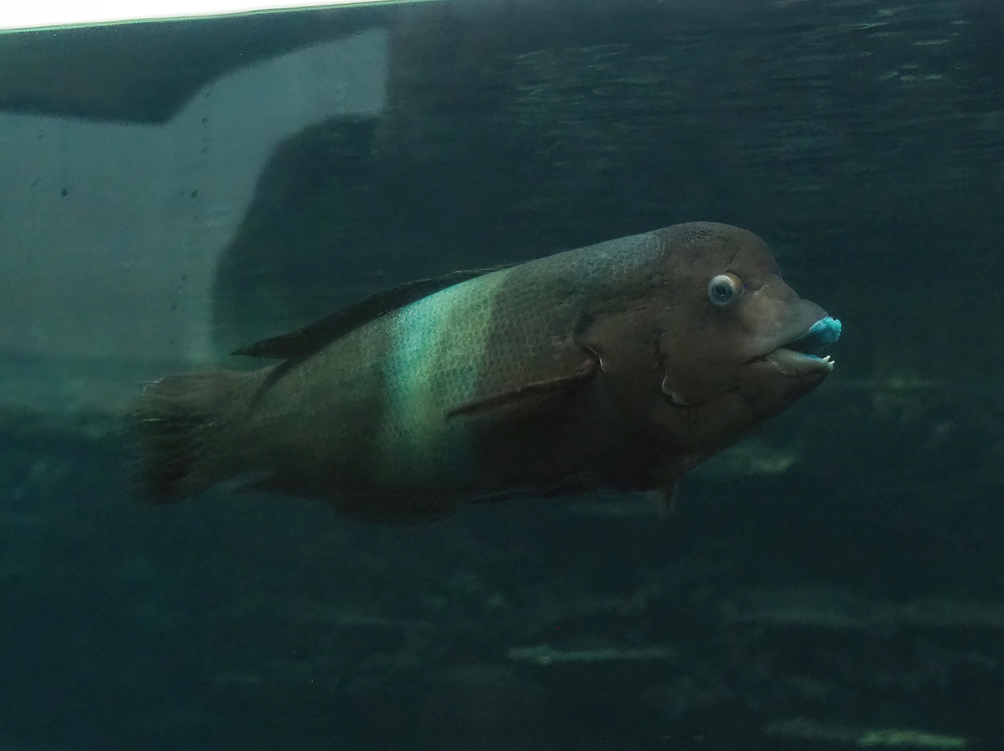 Clown Coris (Coris aygula), 2023-10-07